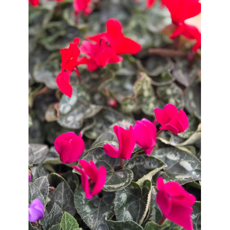 Pianta Ciclamino Mix Colori Vaso 14 cm | Mondo Piante