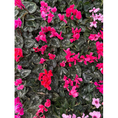 Pianta Ciclamino Mix Colori Vaso 14 cm | Mondo Piante