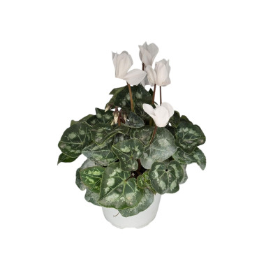 Vendita Pianta Ciclamino Vaso 12-Piante Ornamentali|Mondo Piante