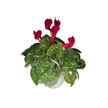 Vendita Pianta Ciclamino Vaso 12-Piante Ornamentali|Mondo Piante