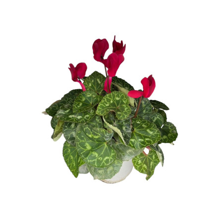 Pianta Ciclamino Mix Colori Vaso 14 cm | Mondo Piante