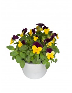 Pianta di Viola Mix...