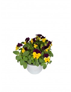 copy of Dipladenia Plant 2