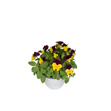 Vendita Pianta Viola Vaso 14-Piante Ornamentali|Vivaio Mondo Piante