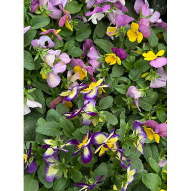 Sale Of Dipladenia Plant- Climbing Plant| Garden Mondo Piante