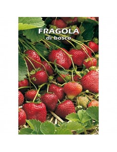 Large Strawberries Seeds