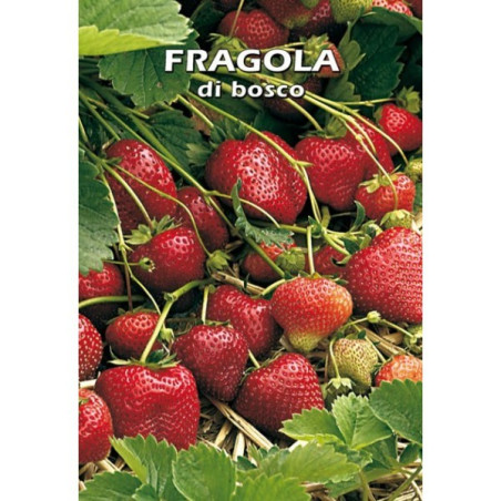 Vendita Semi di Fragole di bosco-Semi Particolari|Mondo Piante