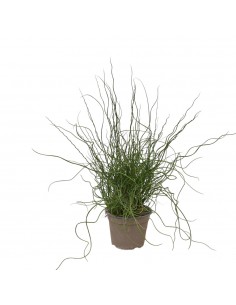 Pianta Juncus effusus...