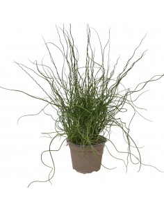 copy of Festuca Argentea Plant 2