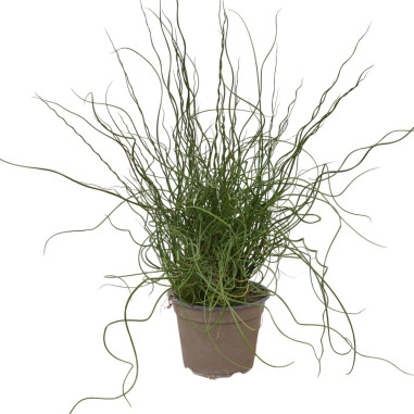 Festuca Argentea Plant for Sale - Bush Plants Online | Mondo Piante