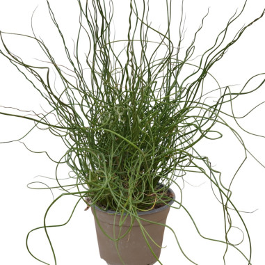 Pianta di Juncus effusus Spiralis-Pianta erbacea perenne|Mondo Piante