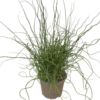 Pianta di Juncus effusus Spiralis-Pianta erbacea perenne|Mondo Piante