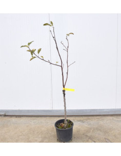 Albero di Melo Annurca 3 Anni | Mondo Piante