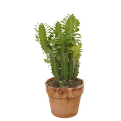 Pianta Euphorbia Trigona Vaso 15cm Terracotta | Mondo Piante