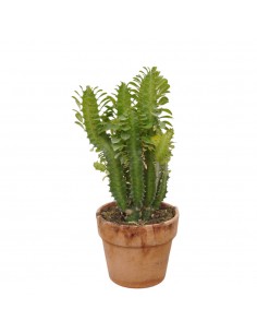Pianta Euphorbia...
