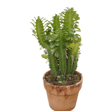Vendita Pianta Euphorbia trigona-Piante Succulente|Mondo Piante