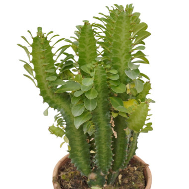 Vendita Pianta Euphorbia trigona-Piante Succulente|Mondo Piante
