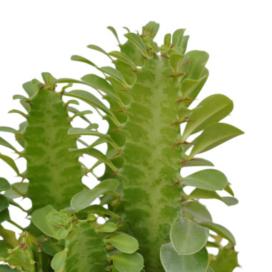 Vendita Pianta Euphorbia trigona-Piante Succulente|Mondo Piante