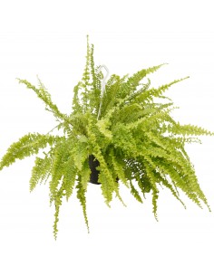 Pianta Nephrolepis Vaso...