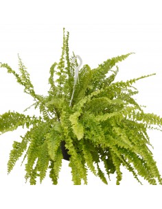 copy of Dryopteris... 2