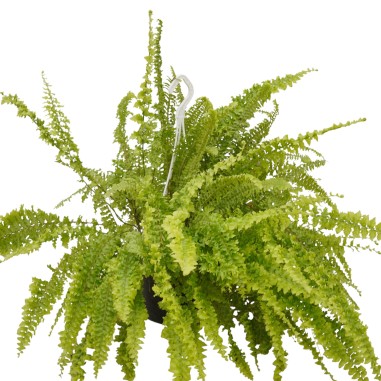 Vendita Pianta Nephrolepis Vaso 19cm-Piante Verdi|Mondo Piante