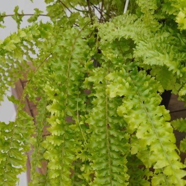Vendita Pianta Nephrolepis Vaso 19cm-Piante Verdi|Mondo Piante