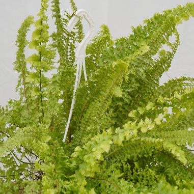 Vendita Pianta Nephrolepis Vaso 19cm-Piante Verdi|Mondo Piante