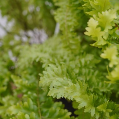 Sale Plant Dryopteris-Green Plants | World Plants