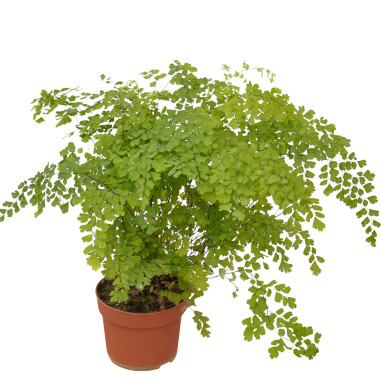 Vendita Pianta Adiantum raddianum-Piante Verdi Online | Mondo Piante