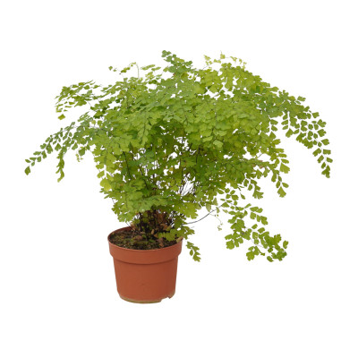 Vendita Pianta Adiantum raddianum-Piante Verdi Online | Mondo Piante