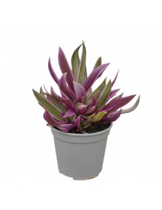 copy of Tradescantia Plant