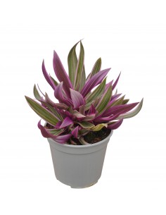 copy of Tradescantia Plant 2