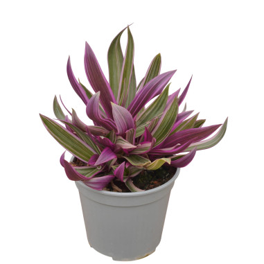 Vendita Pianta Tradescantia Tricolor-Piante Da Cespuglio|Mondo Piante