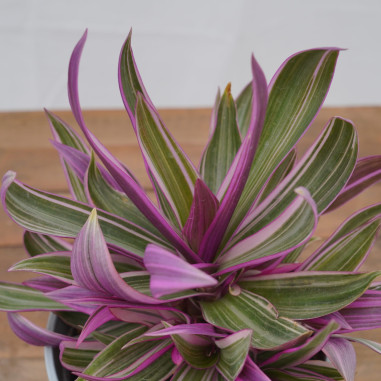 Vendita Pianta Tradescantia Tricolor-Piante Da Cespuglio|Mondo Piante