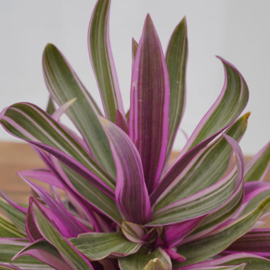 Vendita Pianta Tradescantia Tricolor-Piante Da Cespuglio|Mondo Piante