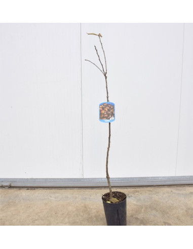 Albero di Castagno 3 Anni | Piante da Frutto | Mondo Piante