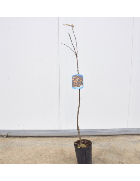 Albero di Castagno 3 Anni | Piante da Frutto | Mondo Piante
