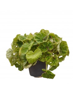 Pianta Begonia Rex Vaso 14cm