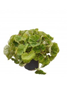 Pianta Begonia Rex Vaso 14cm 2