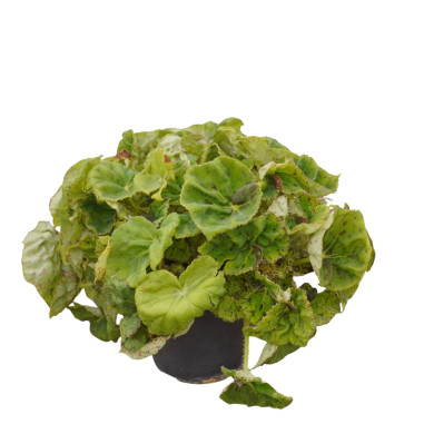 Vendita Pianta di Begonia Rex-Piante Verdi|Vivaio Mondo Piante