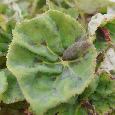 Vendita Pianta di Begonia Rex-Piante Verdi|Vivaio Mondo Piante