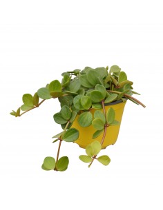 Pianta Peperomia 'Hope'...
