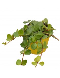 copy of Pianta... 2