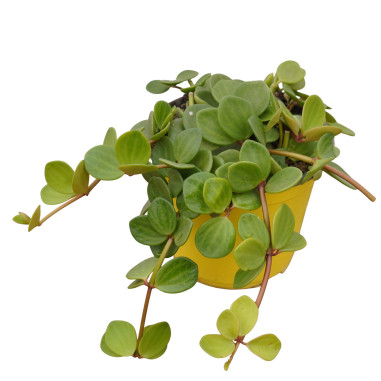 Vendita Pianta Peperomia Hope-Piante Verdi|Vivaio Mondo Piante