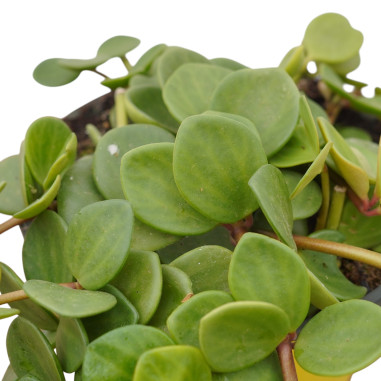 Vendita Pianta Peperomia Hope-Piante Verdi|Vivaio Mondo Piante