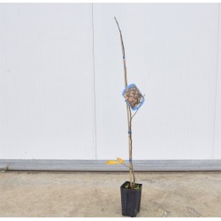 Albero di Castagno 3 Anni,... 2
