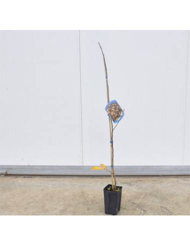 Albero di Castagno 3 Anni | Piante da Frutto | Mondo Piante