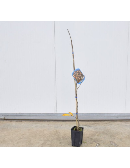 Albero di Castagno 3 Anni | Piante da Frutto | Mondo Piante