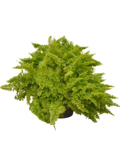 Sale Plant Dryopteris-Green Plants | World Plants