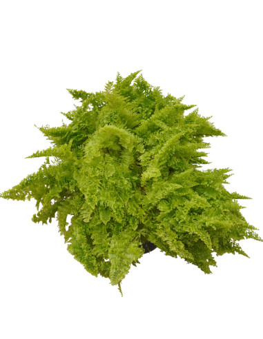 Vendita Pianta Nephrolepis Vaso 12cm-Piante Verdi|Mondo Piante